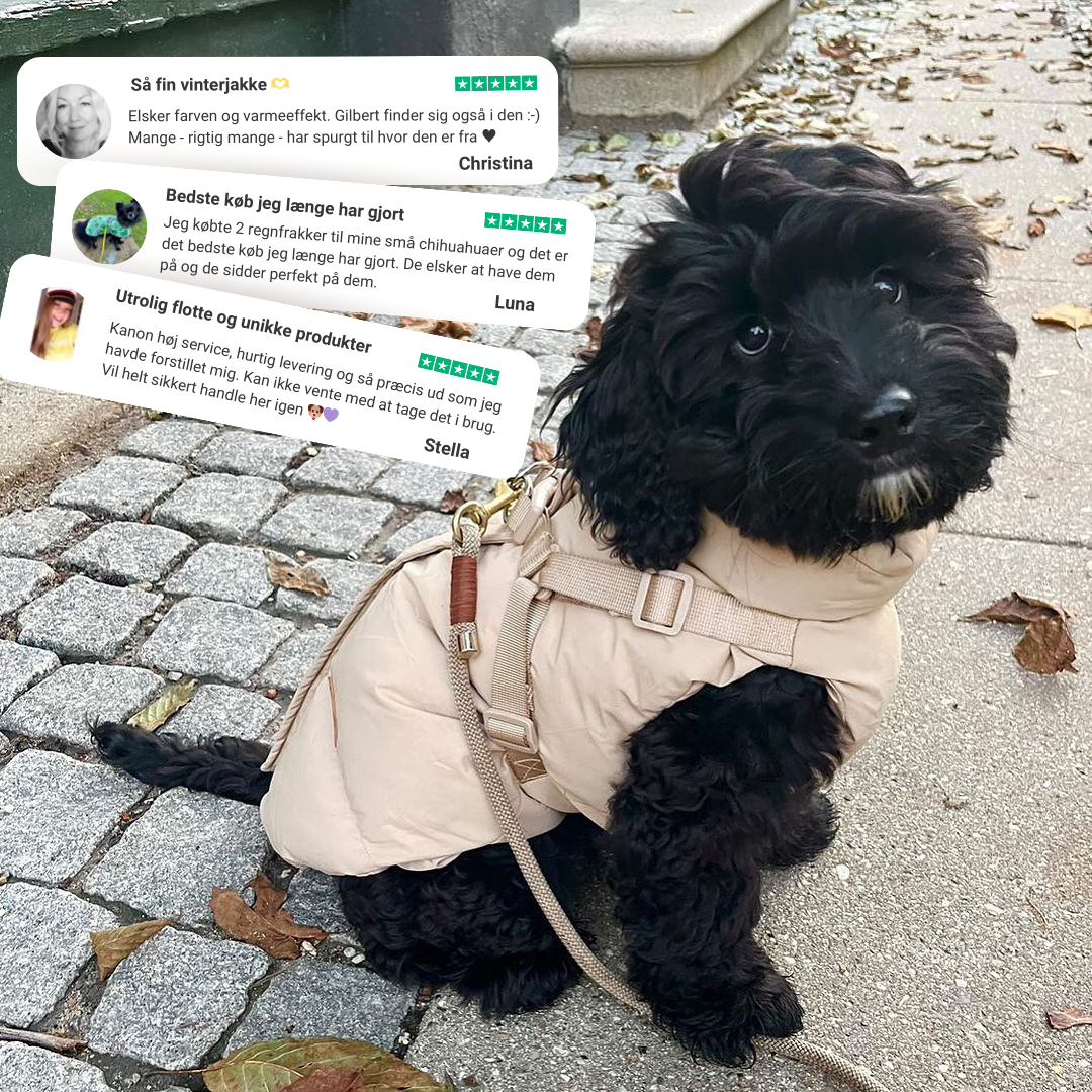 Sådan sikrer du, at din hund undgår forfrysninger på vinterture