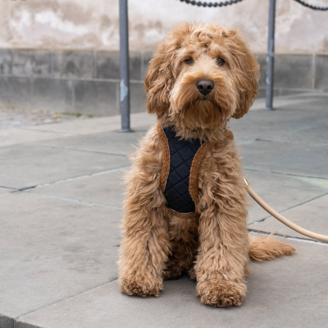 Hvor meget motion skal din hund have for at trives?