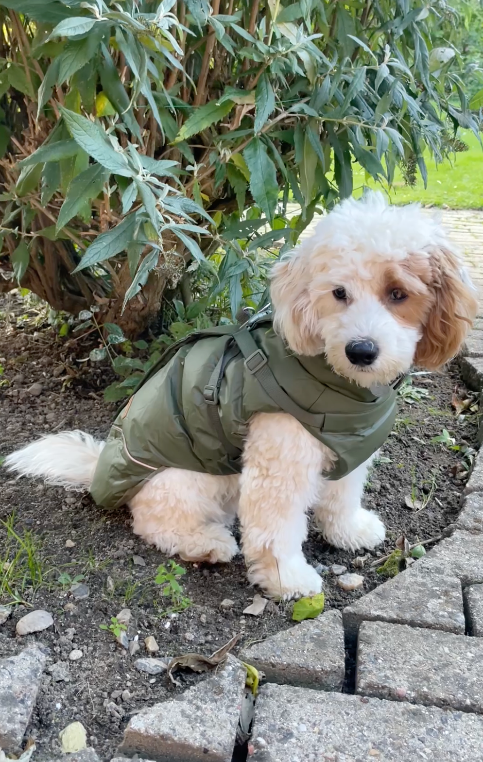 Ved du hvornår din hund begynder at fryse?