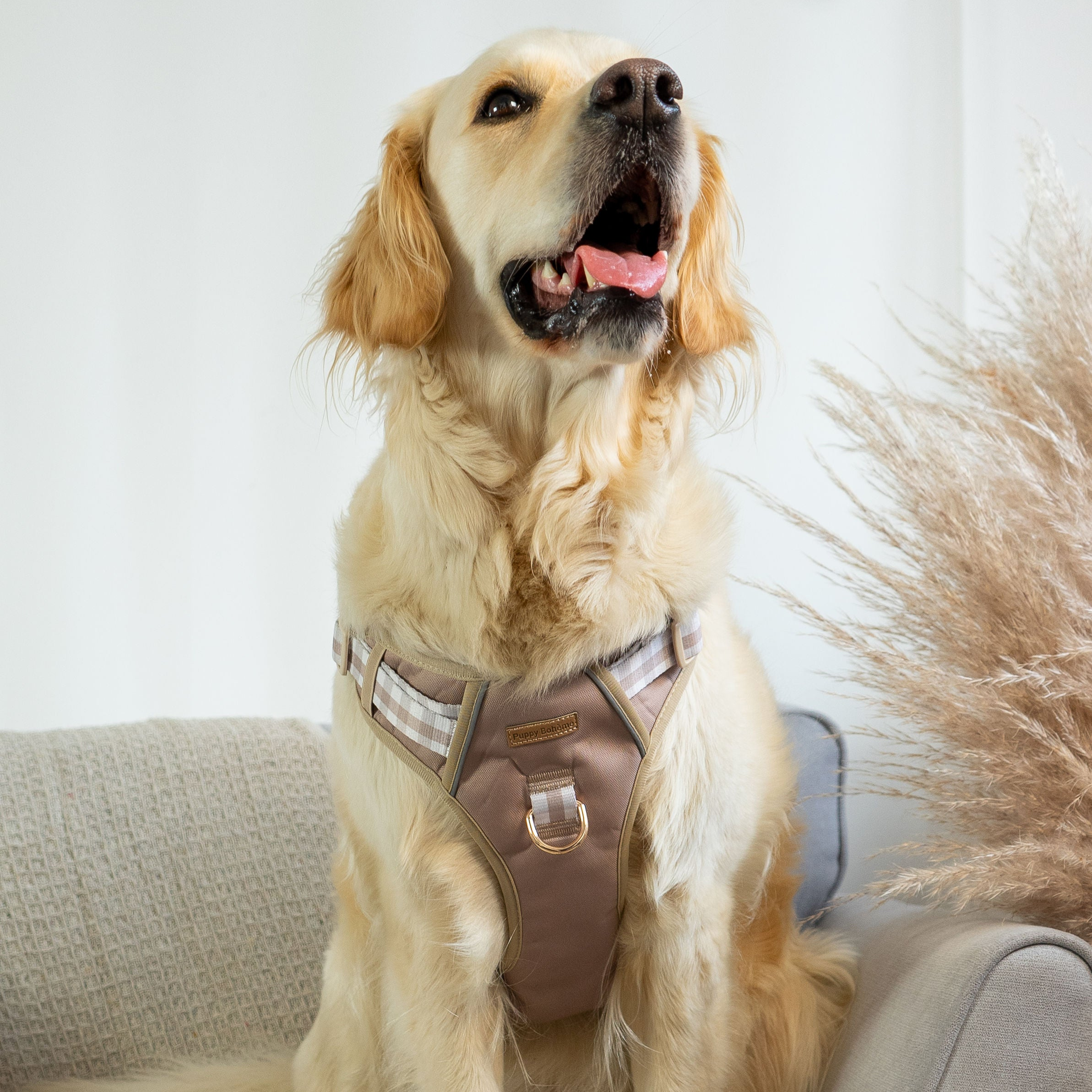 Udstyr til store hunde