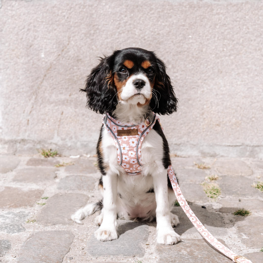 Flora Set: Halsband, koppel, och step-in sele