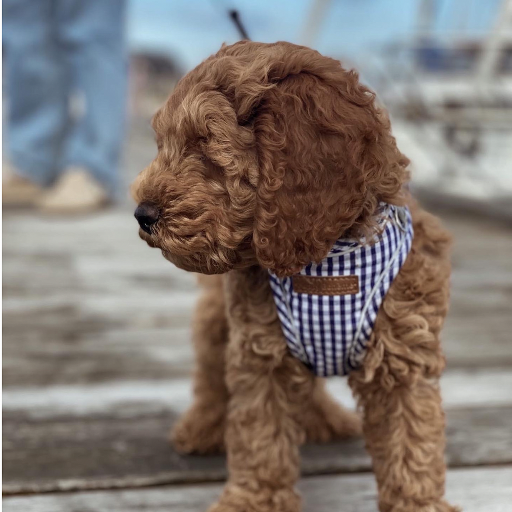 Puppy Bohème