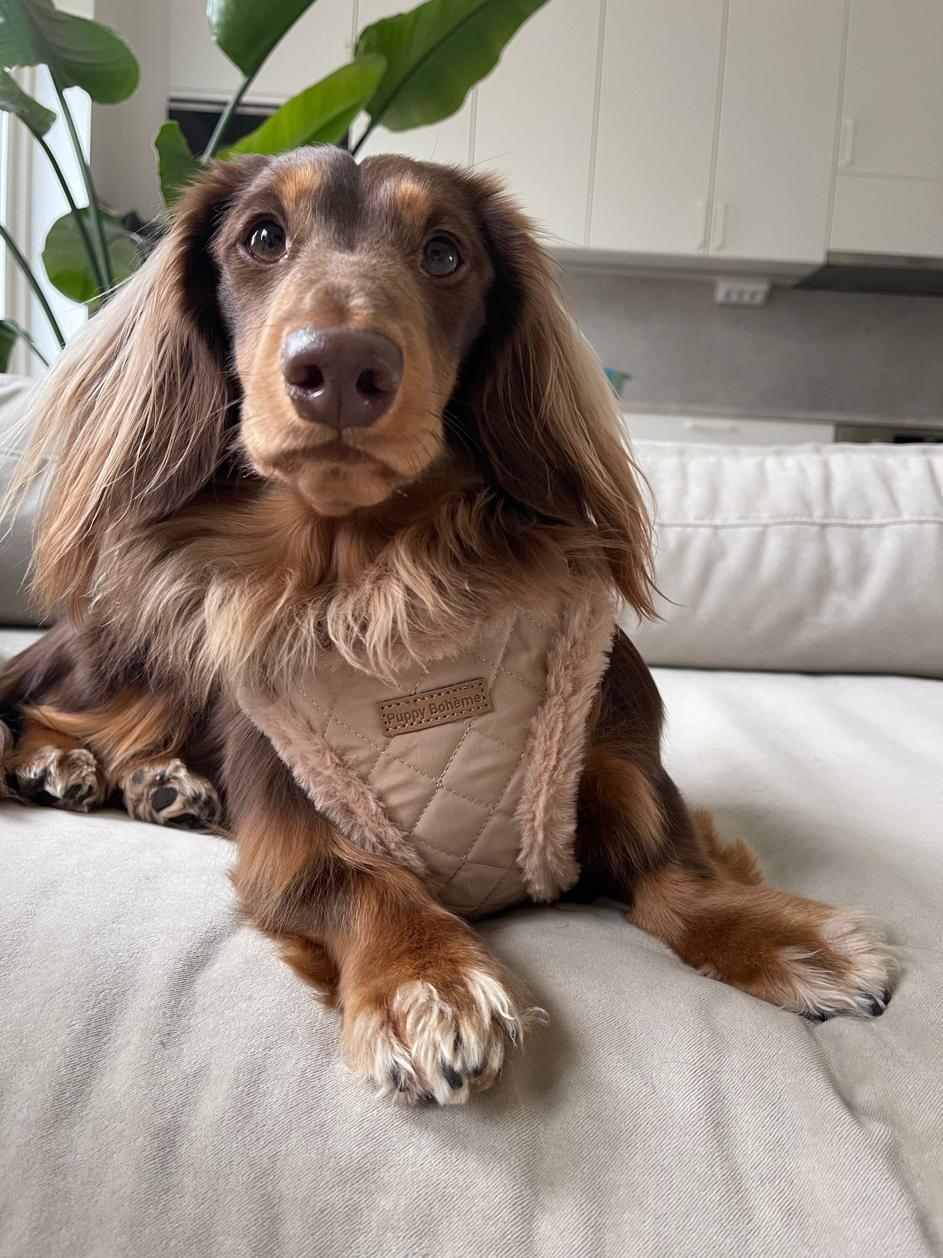Quilted teddy sele toffee