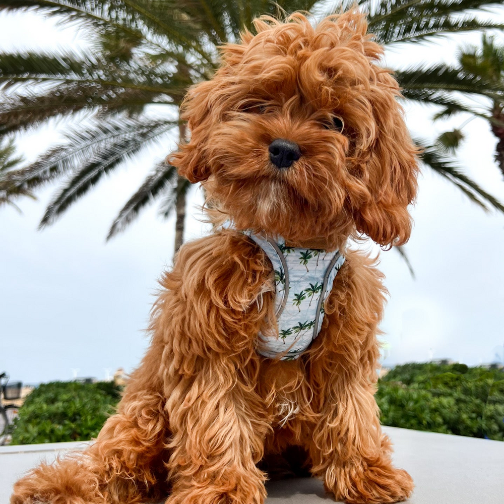 Puppy Bohème