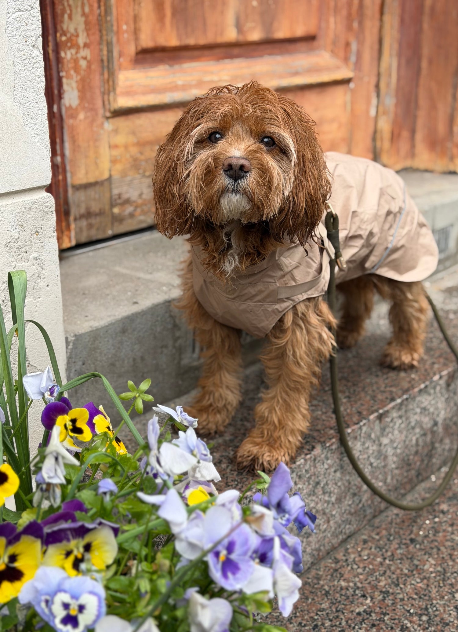 Puppy Bohème