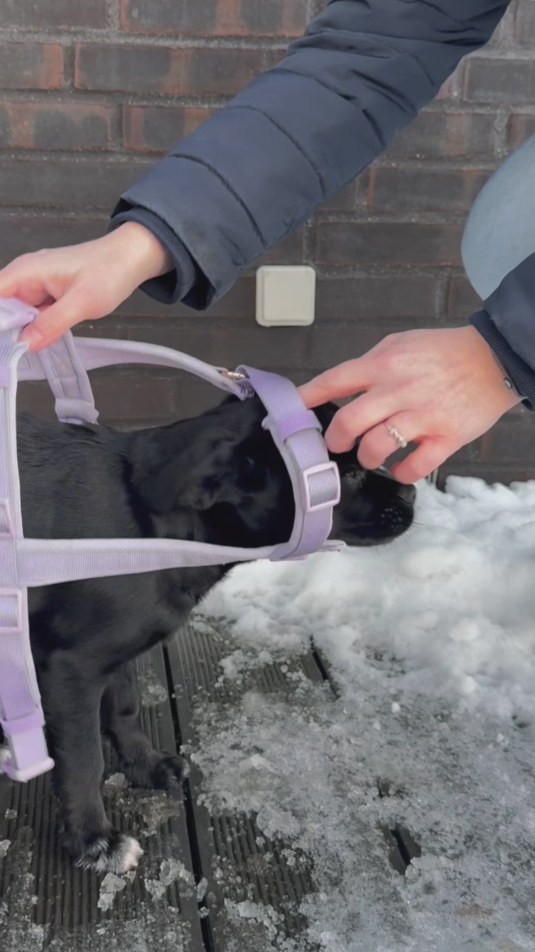 Indlæs video: Y-sele med polstring Lavender