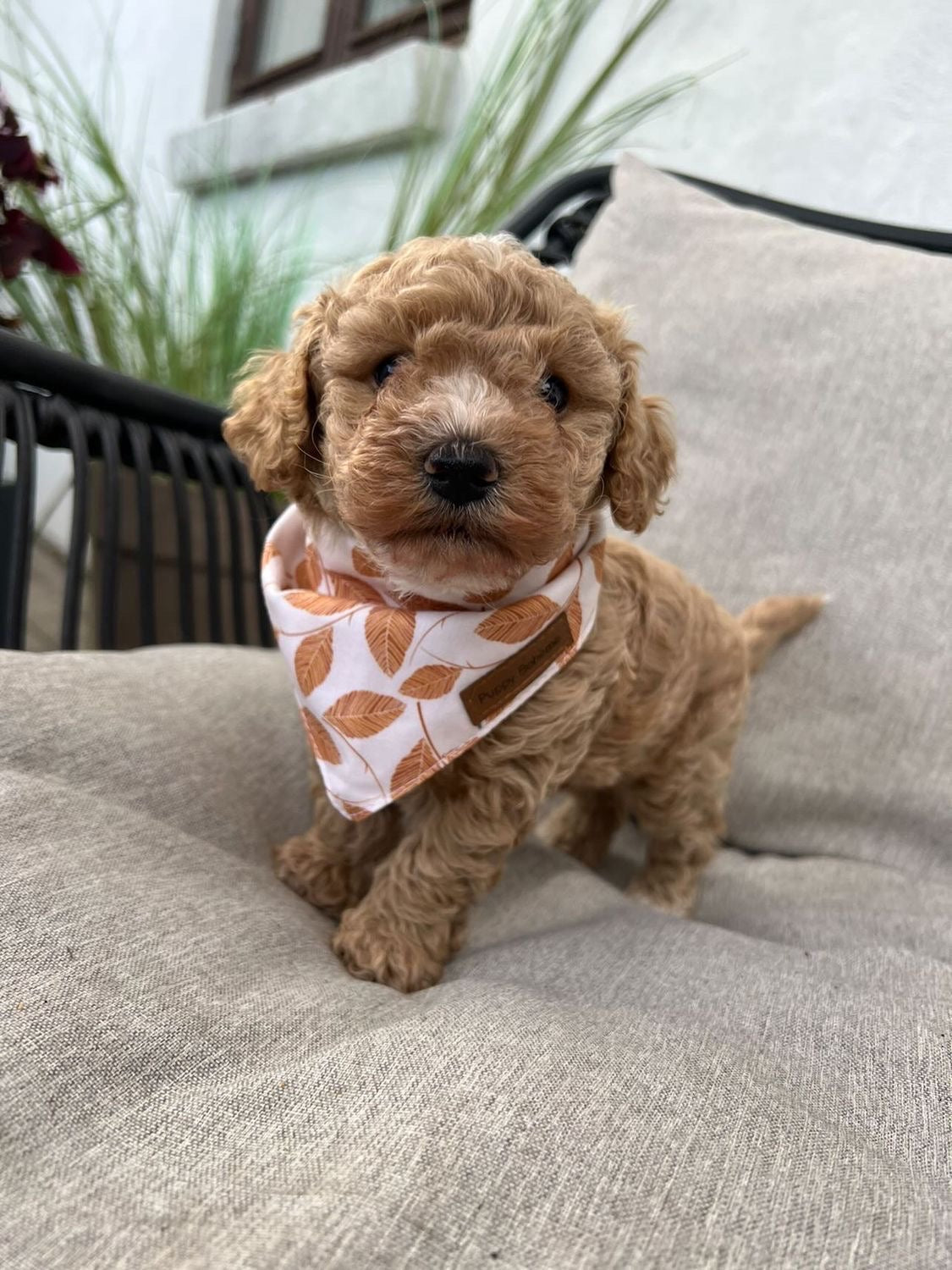 Golden Leaves Bandana