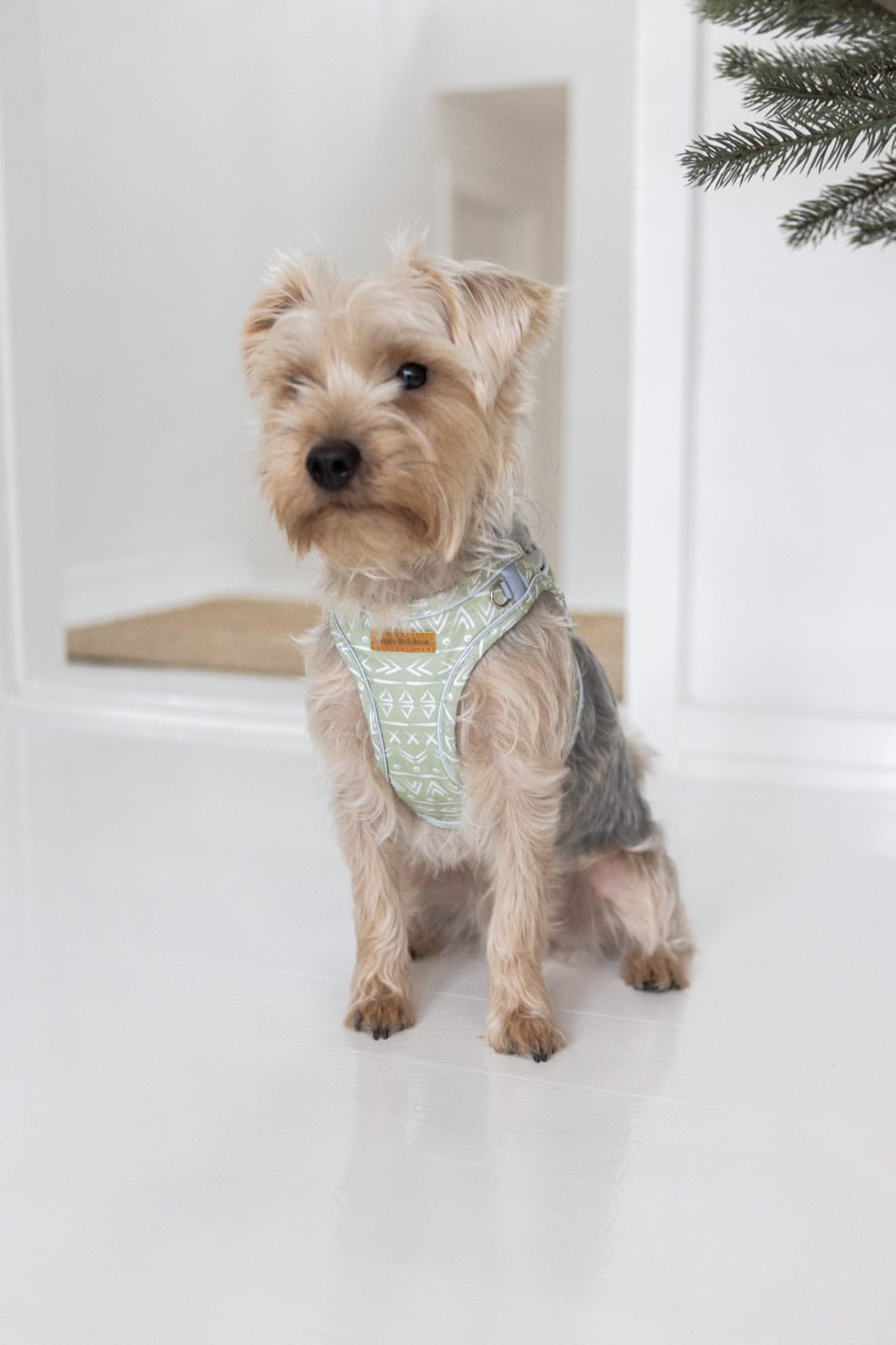 Aztec step-in harness