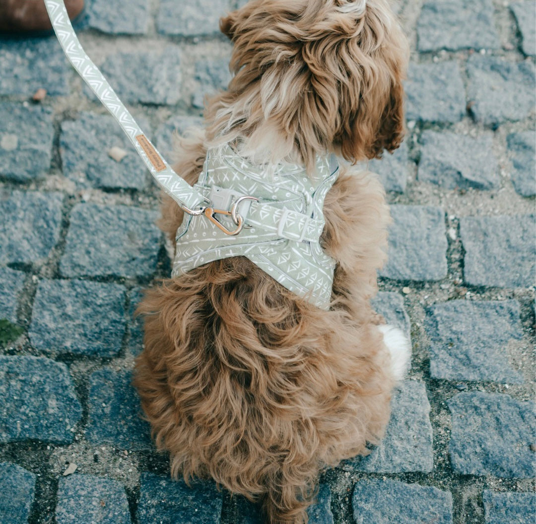 Aztec step-in harness