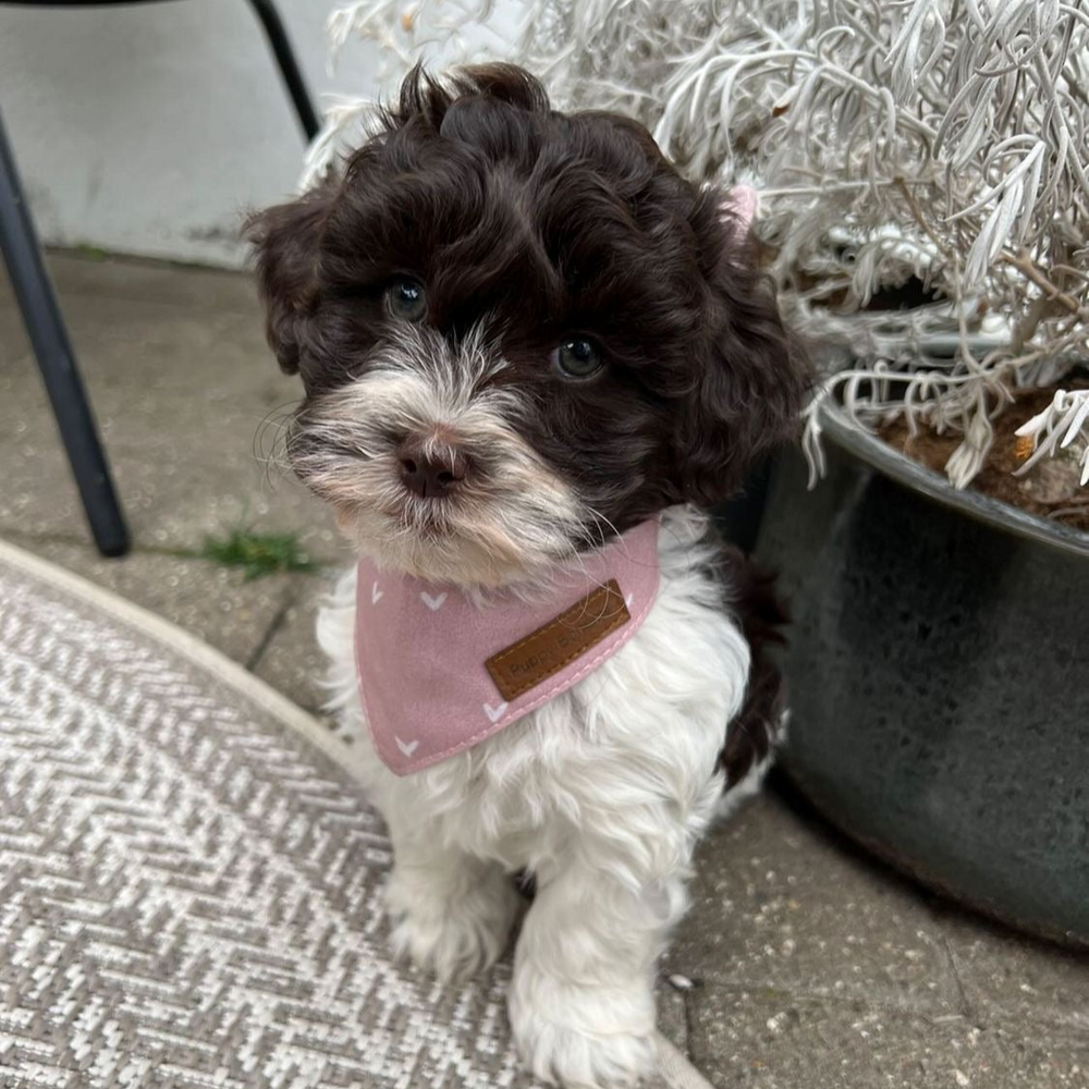 Puppy Bohème