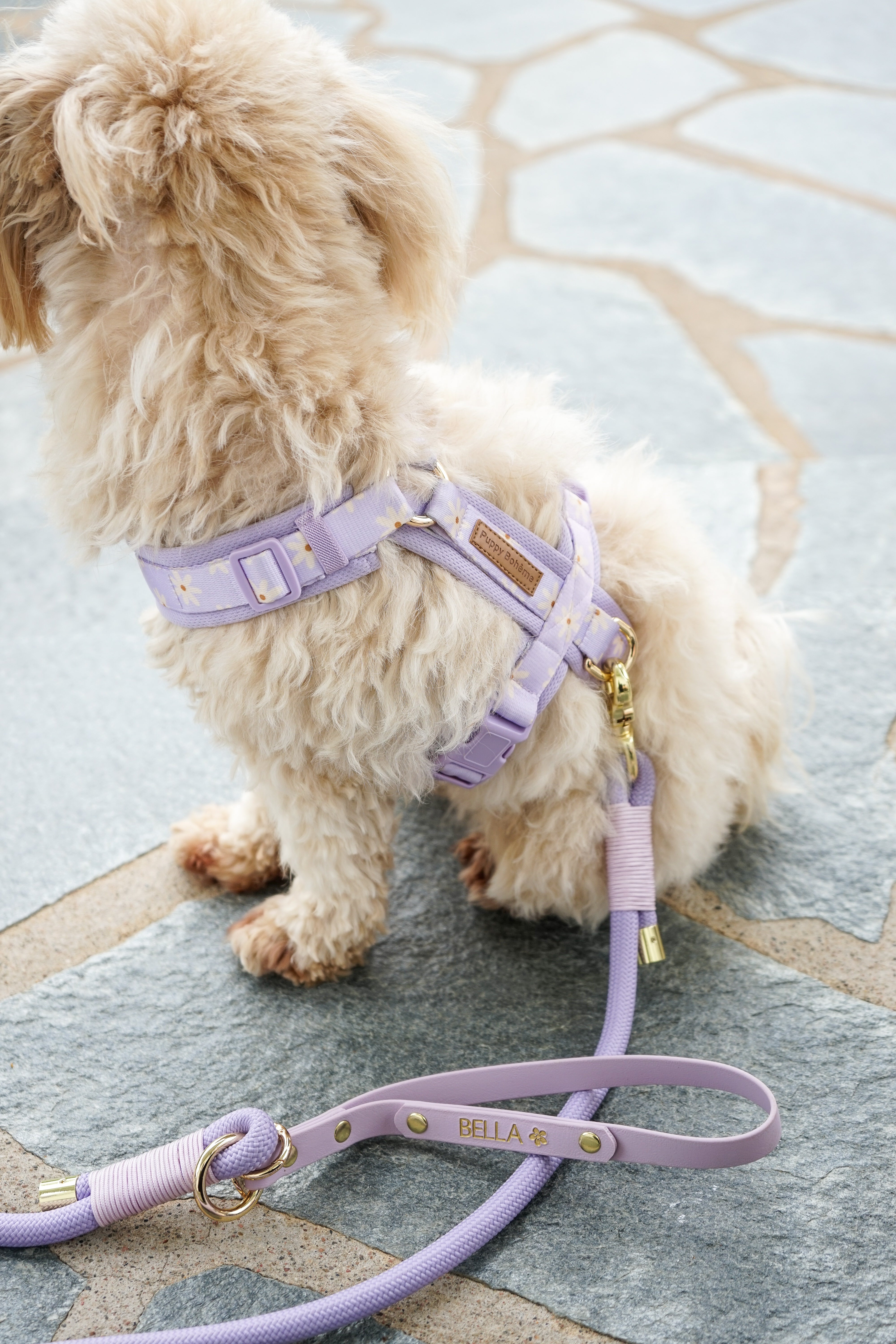 NEW Daisy Y harness