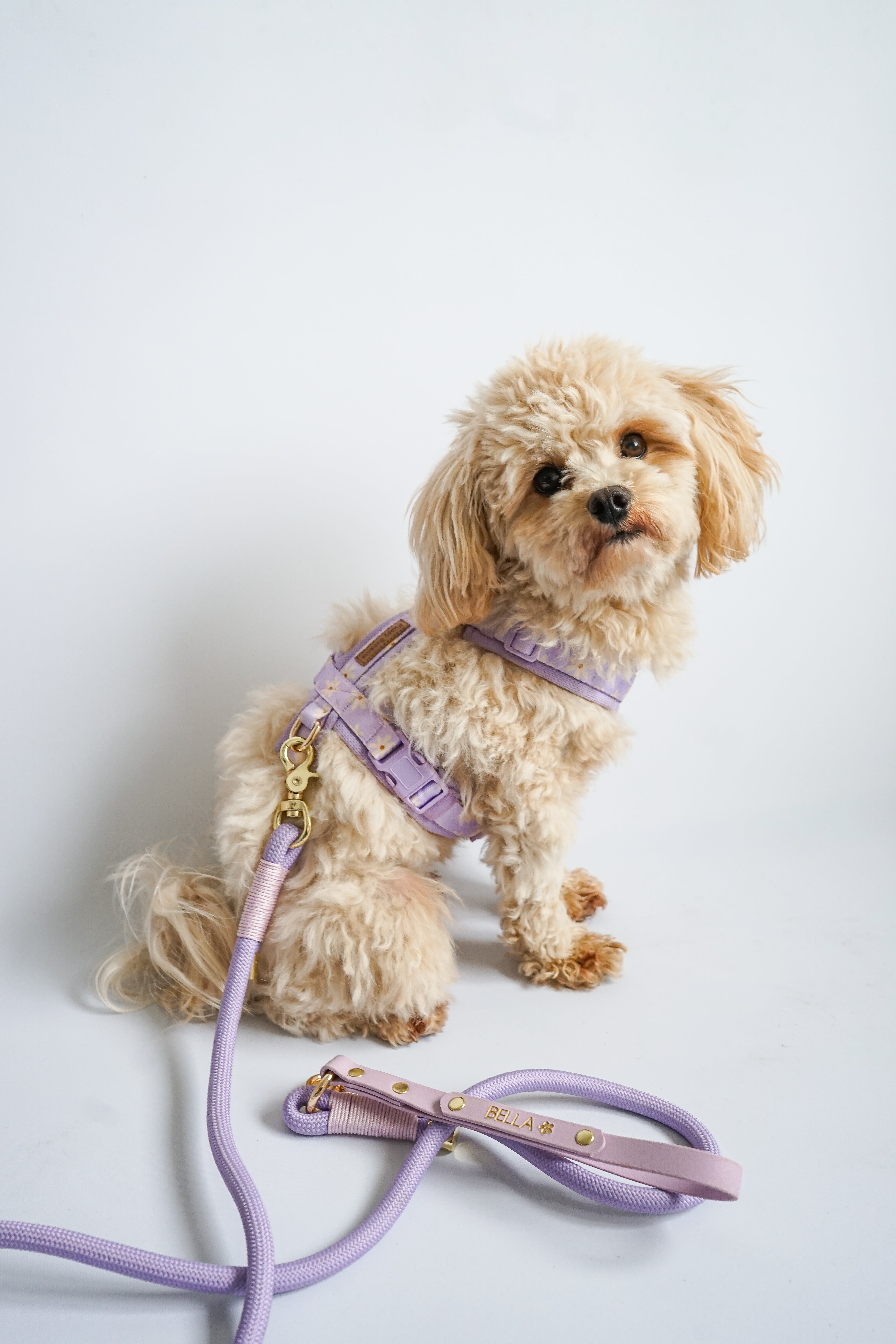 NEW Daisy Y harness