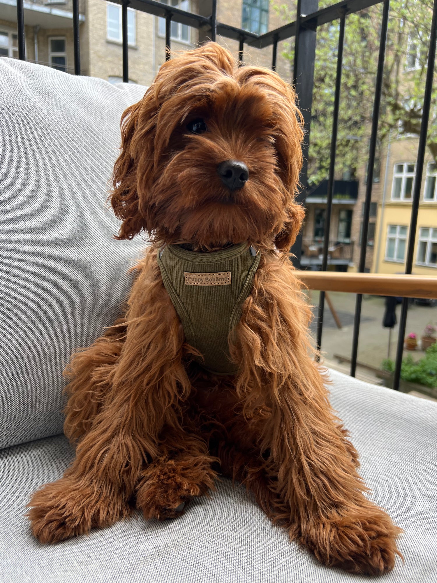 Puppy Bohème