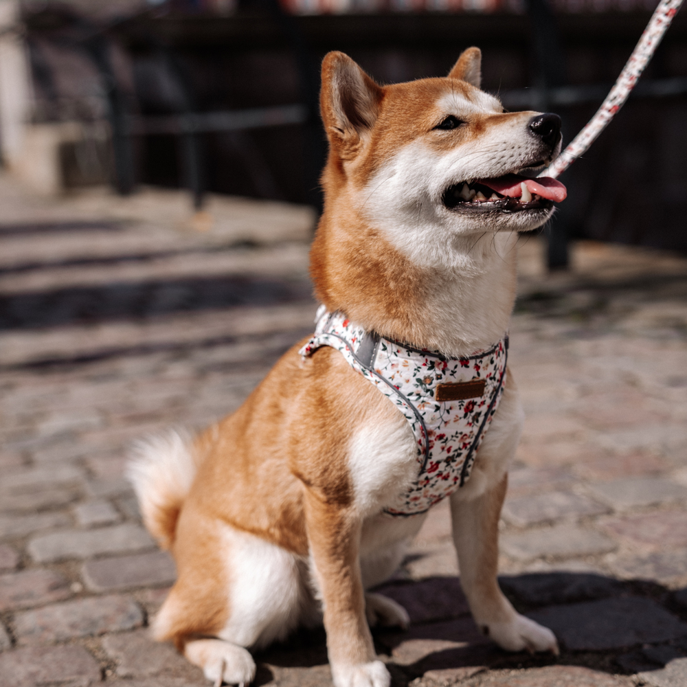 Puppy Bohème