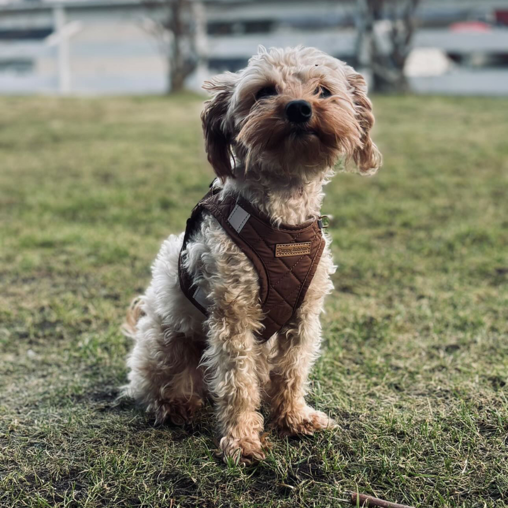 Puppy Bohème