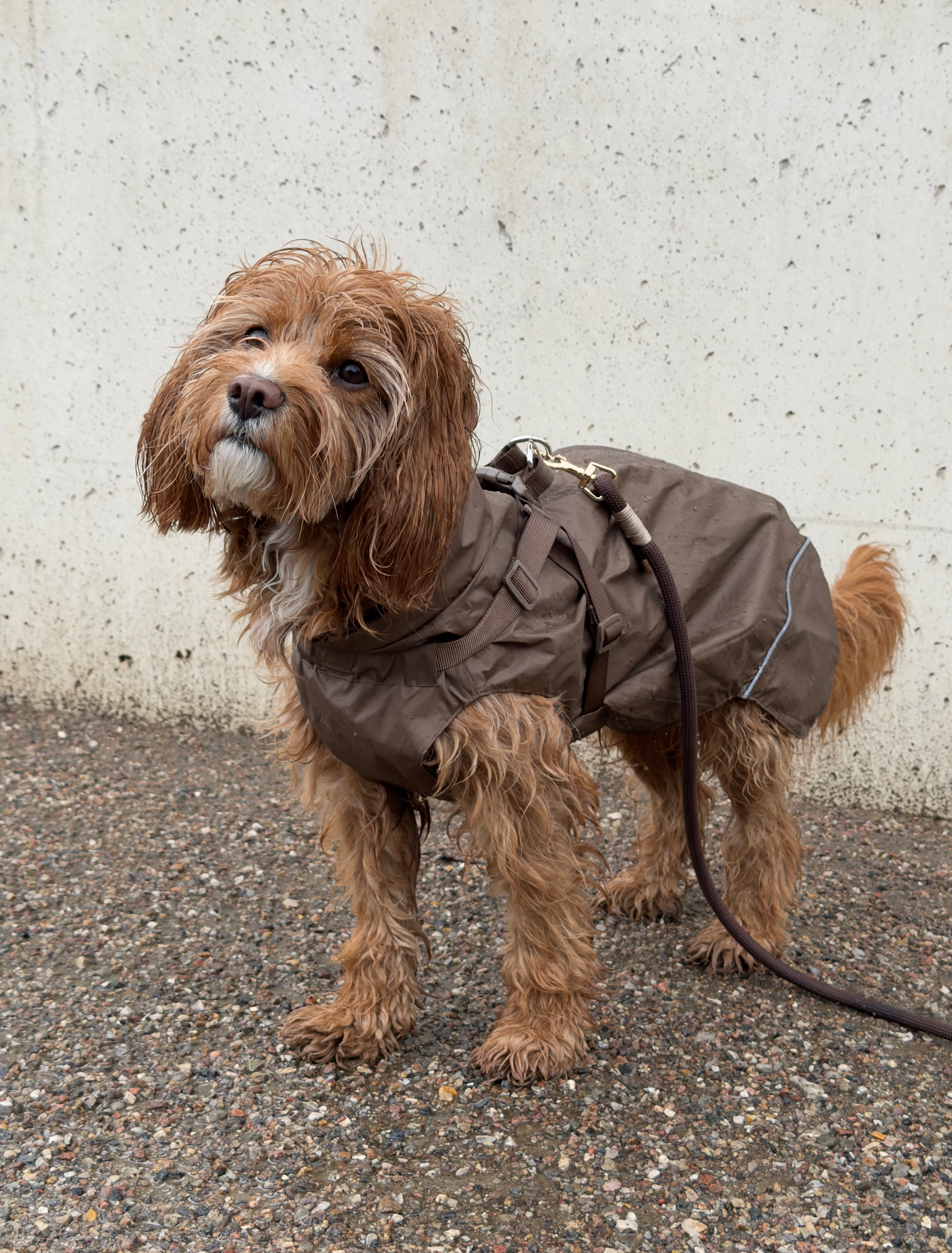 Raincoat choco without sleeves