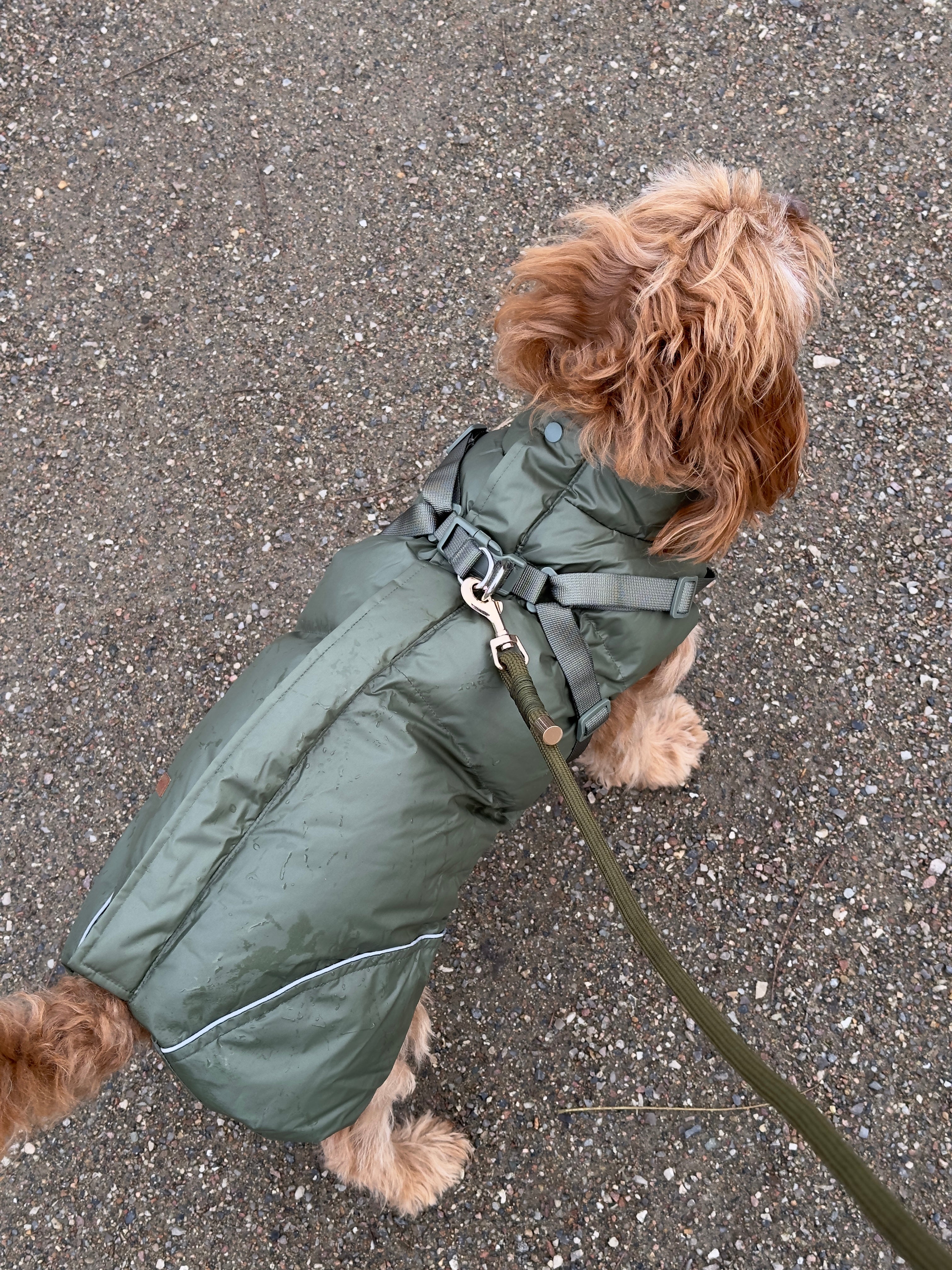 NEW Winter coat with harness - Forest Green
