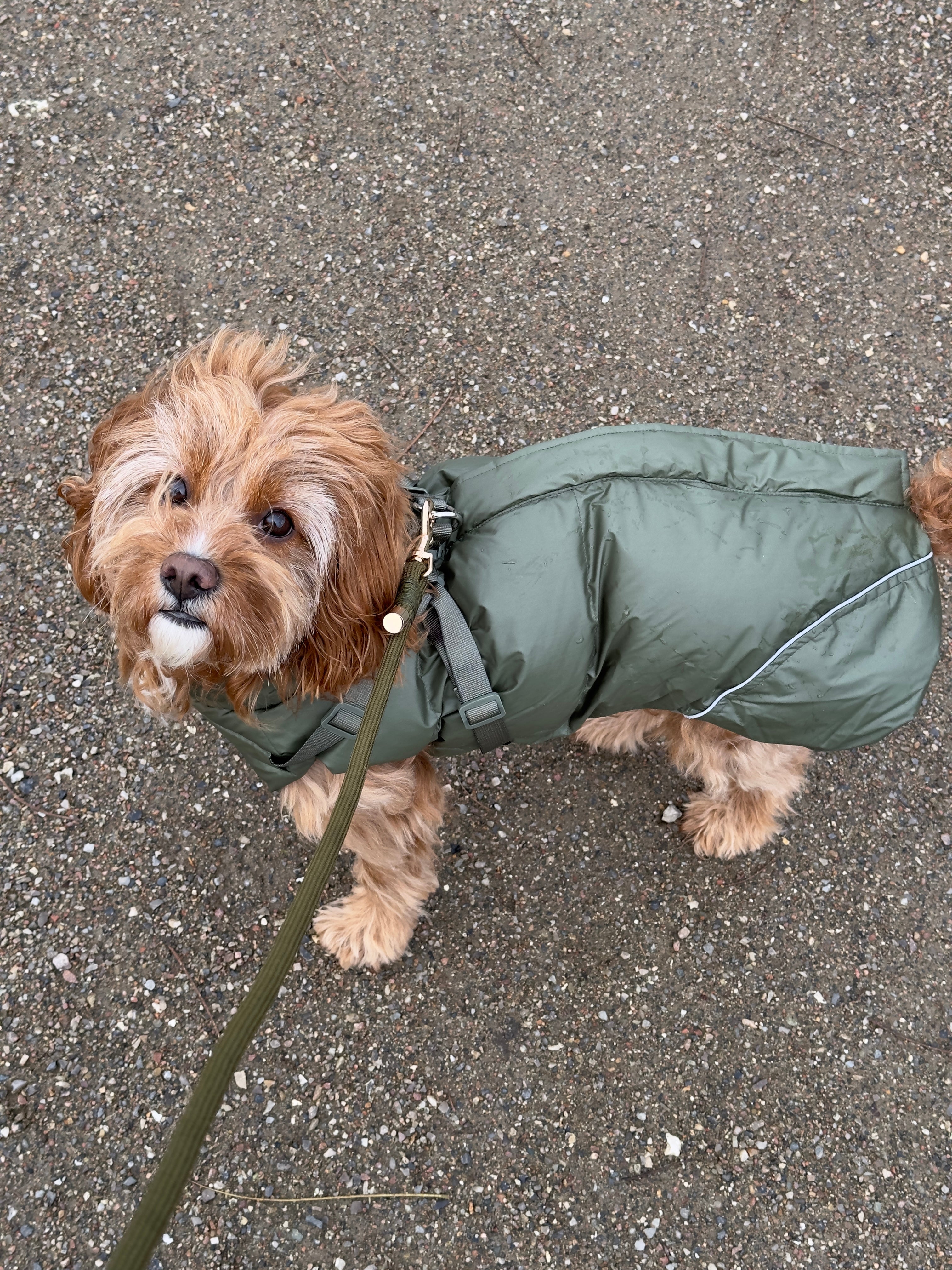 NEW Winter coat with harness - Forest Green