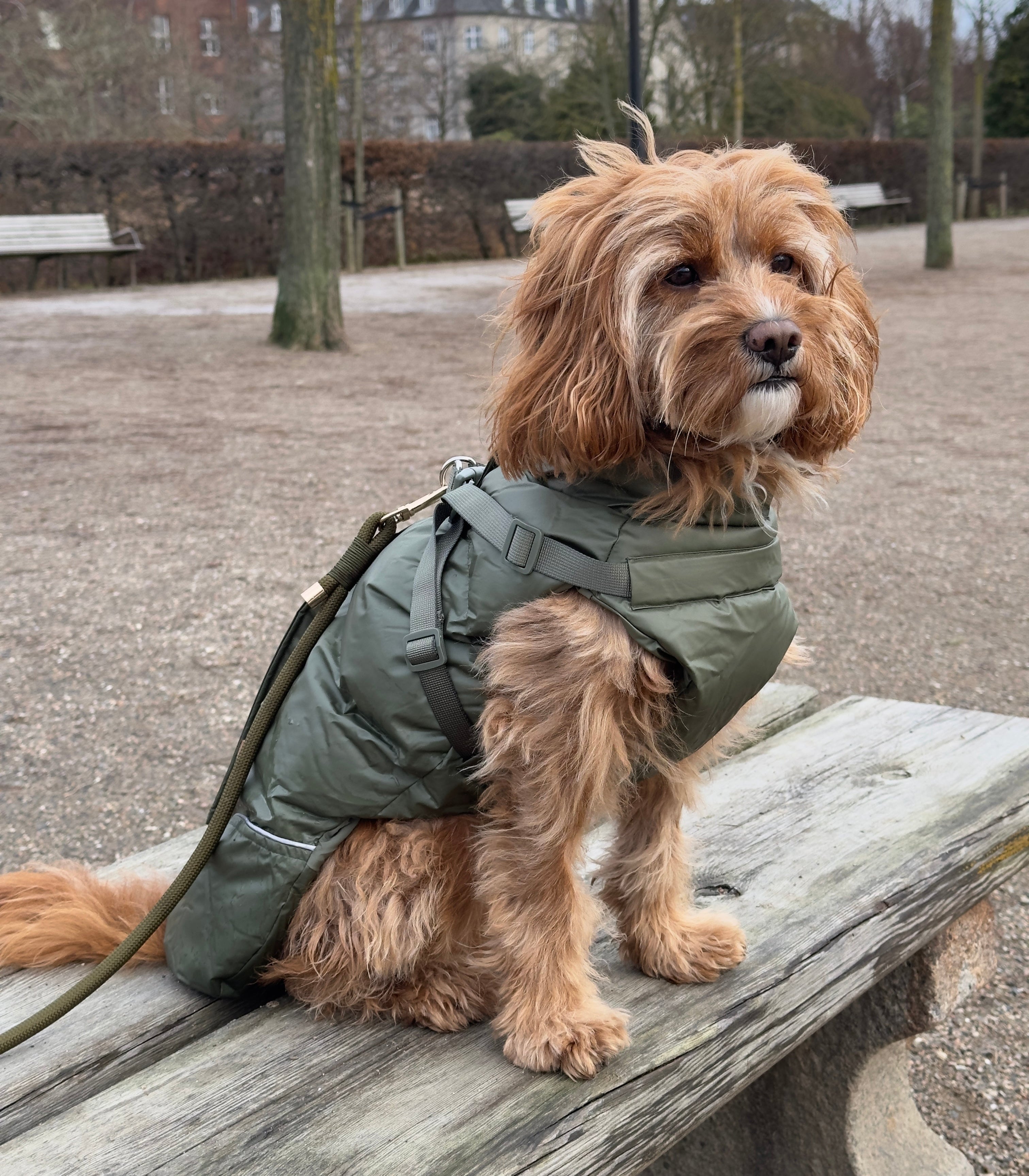 NEW Winter coat with harness - Forest Green