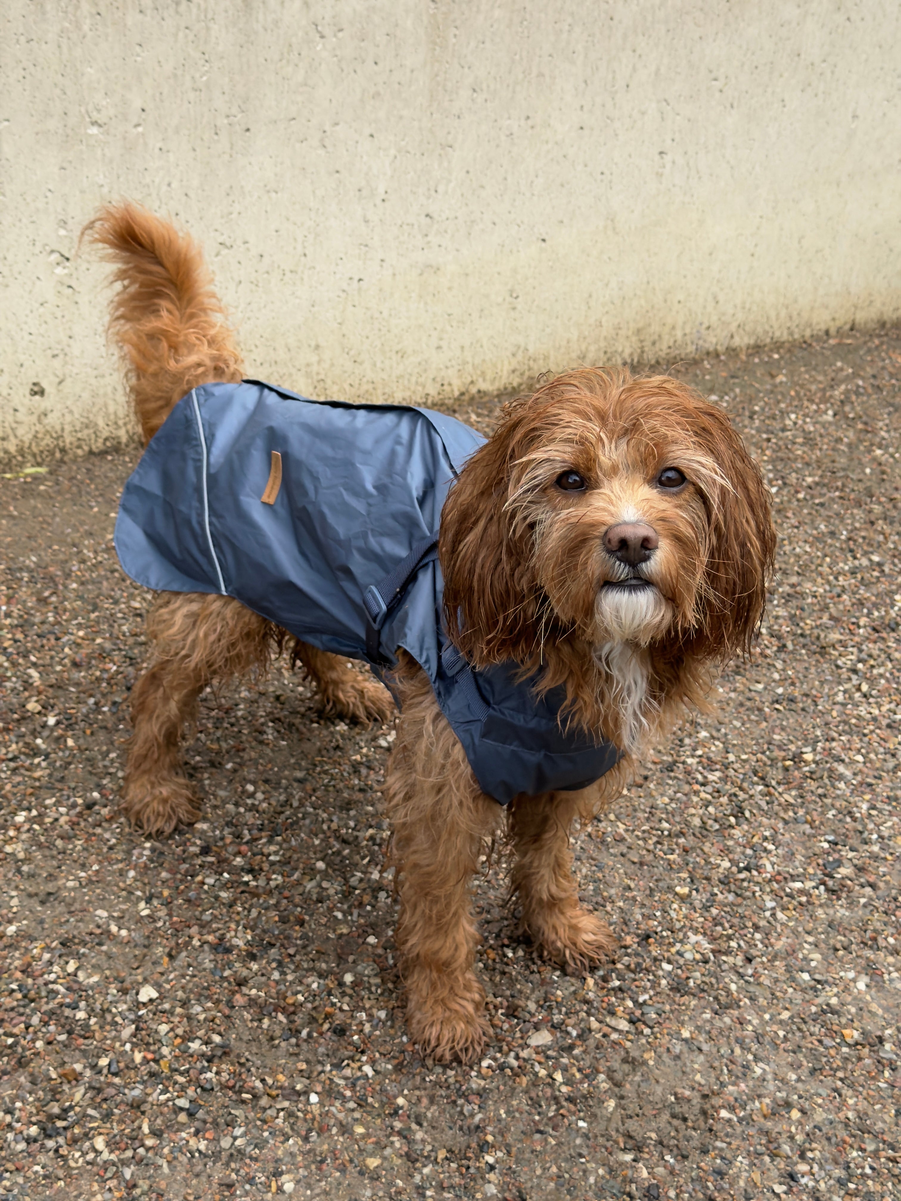 Raincoat petrol blue without sleeves