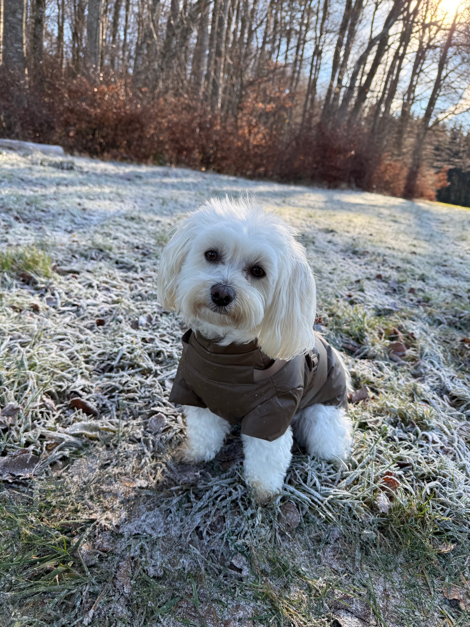 Puppy Bohème