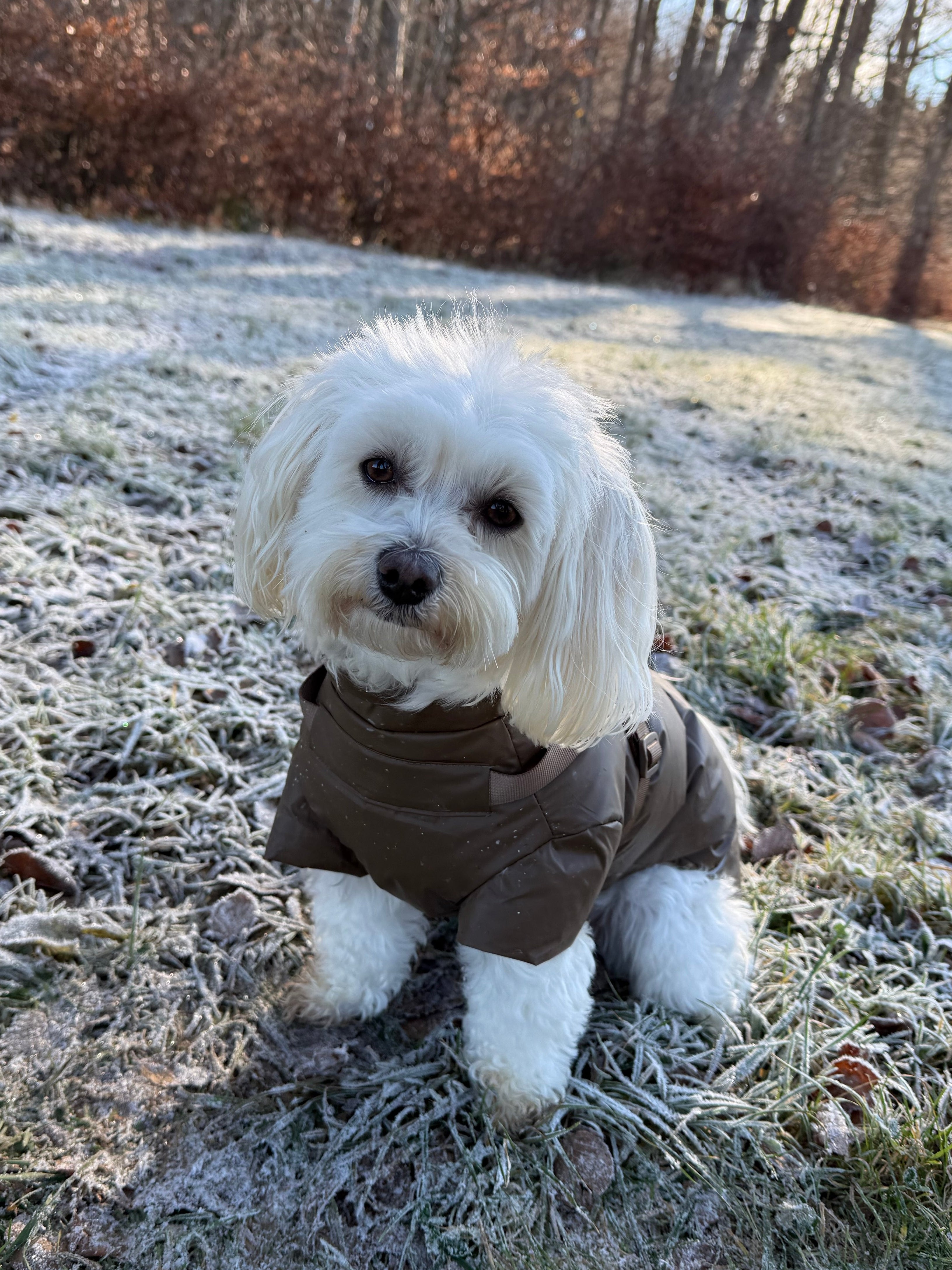 Water and food bowls