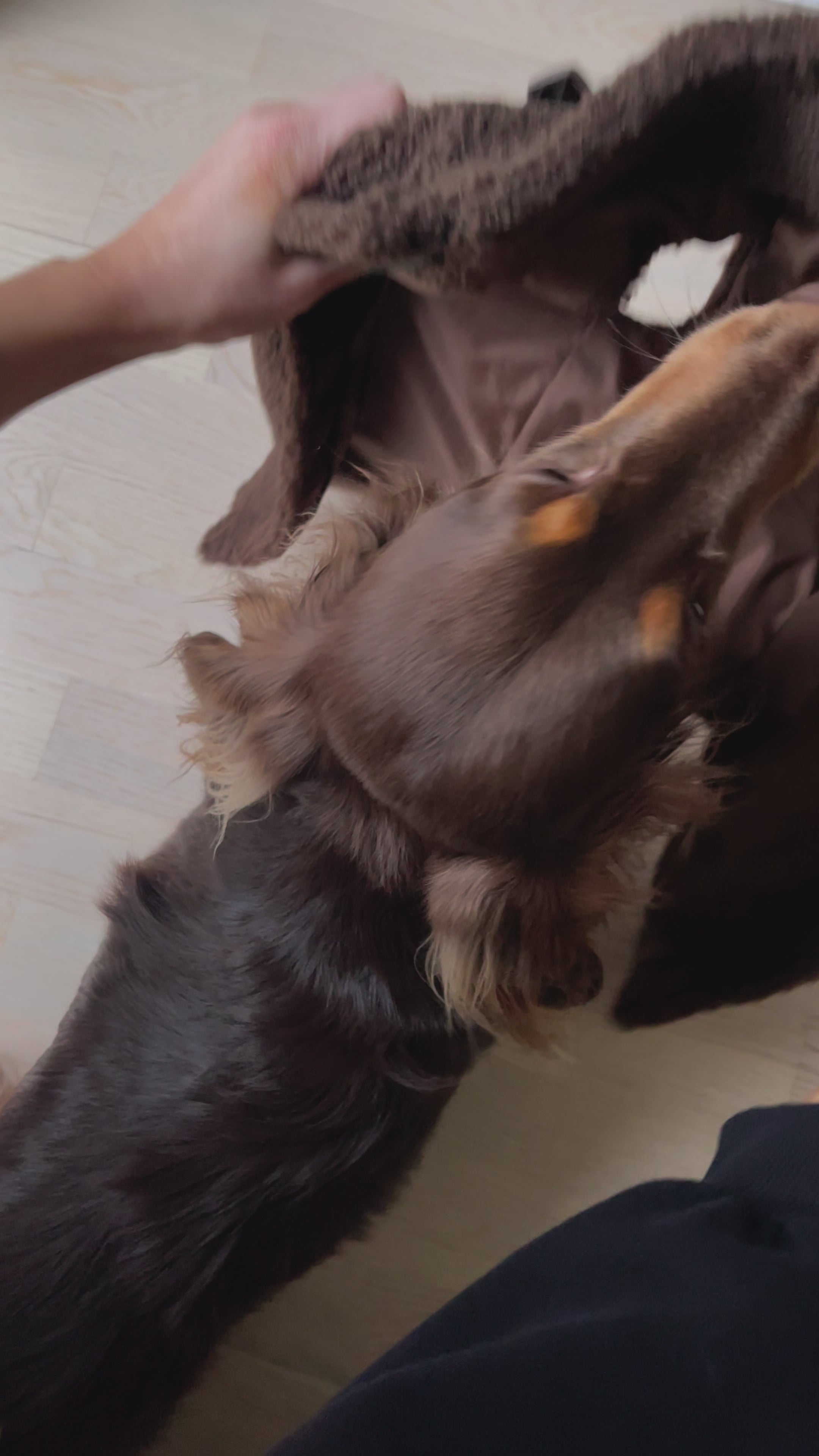 Load video: Teddy coat with harness espresso