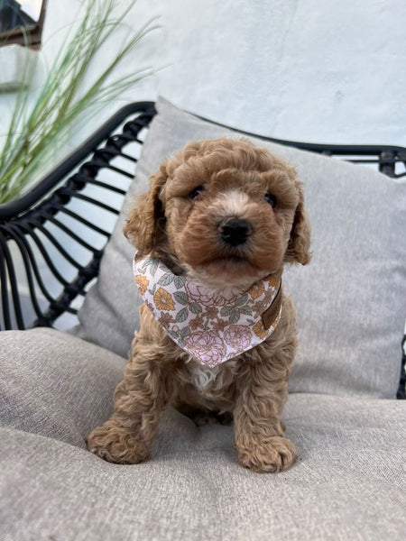 Abby Bandana
