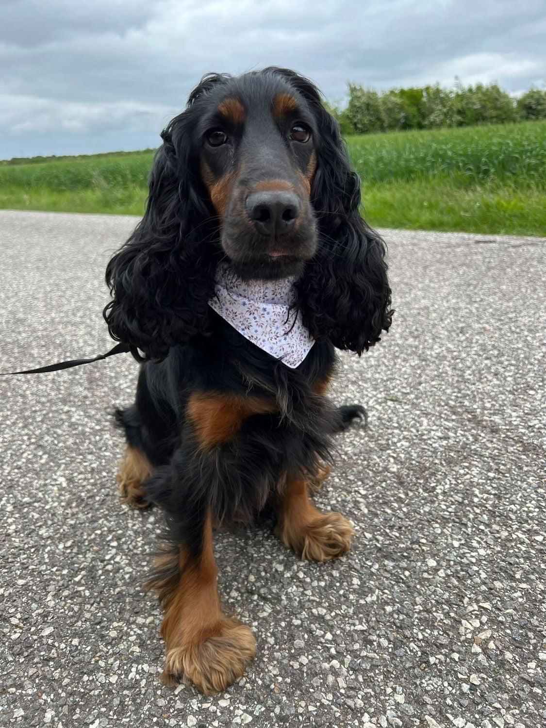 Billie Bandana
