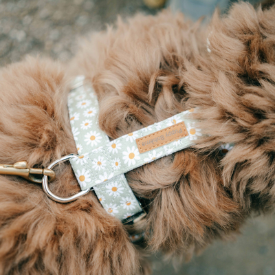 Daisy strap-harness