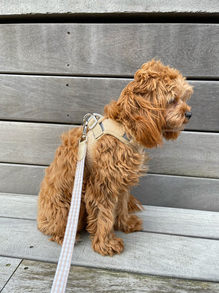 Teddy step-in harness beige