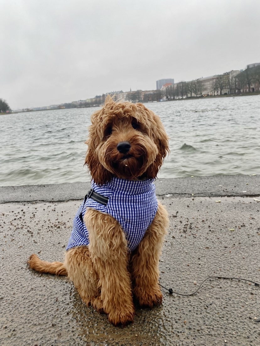 Jacket with harness - Charlie