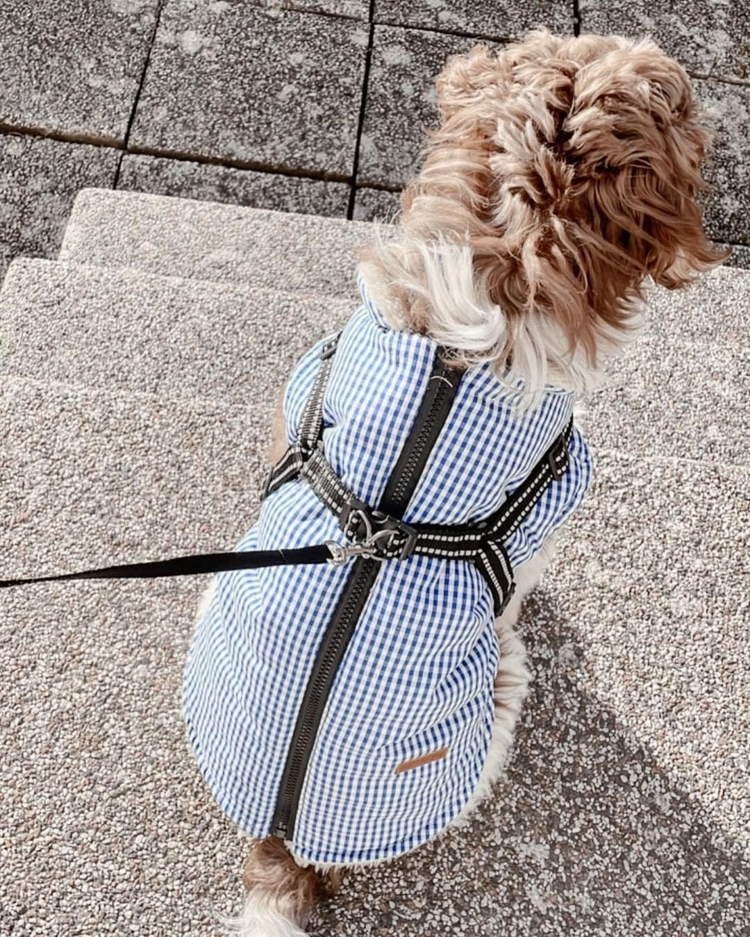 Jacket with harness - Charlie