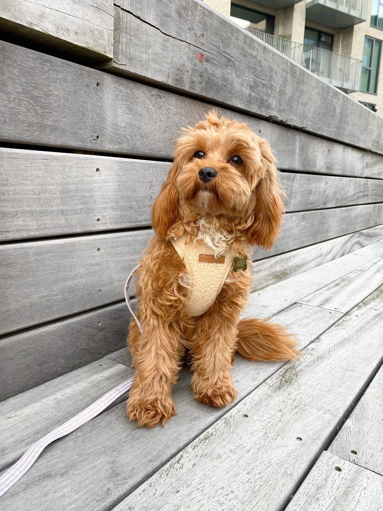 Teddy step-in sele beige